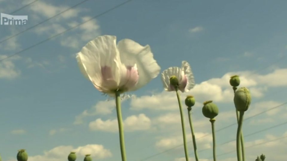 20. 6. 2018 ZPRÁVY: EVROPSKÁ UNIE ZKRÁTÍ DOTACE PRO ČESKÉ ZEMĚDĚLCE